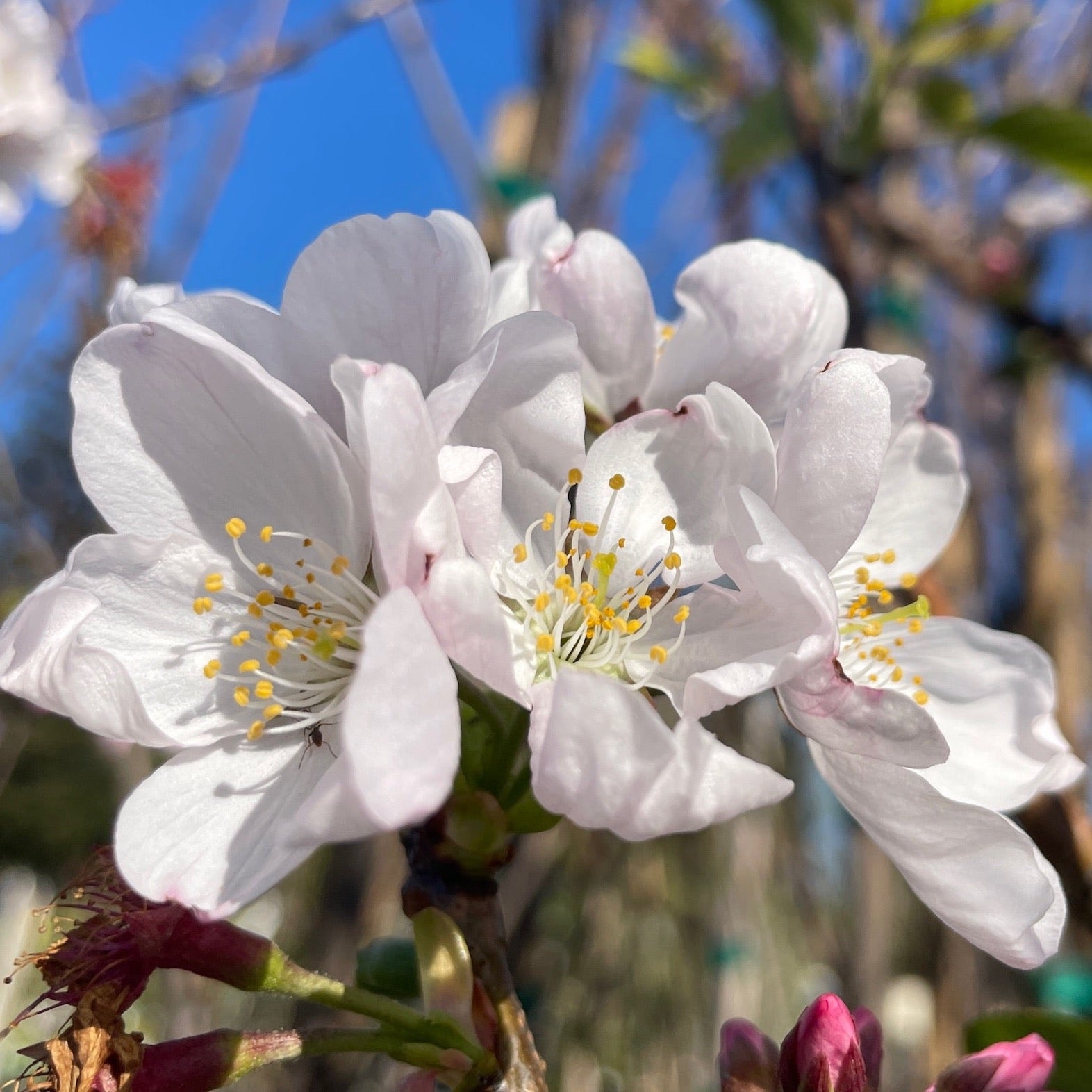 Akebono Yoshino Flowering Cherry