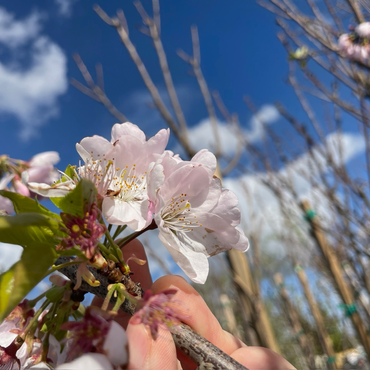 Akebono Yoshino Flowering Cherry