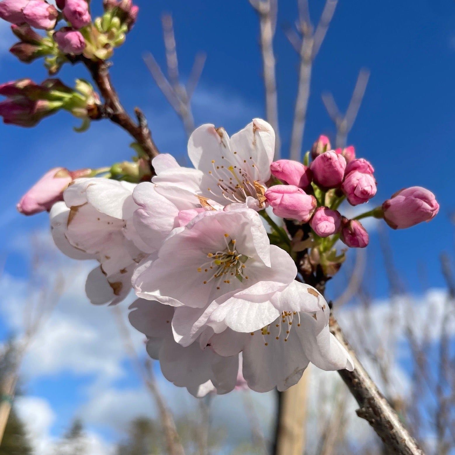 Akebono Yoshino Flowering Cherry