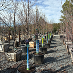 Akebono Yoshino Flowering Cherry