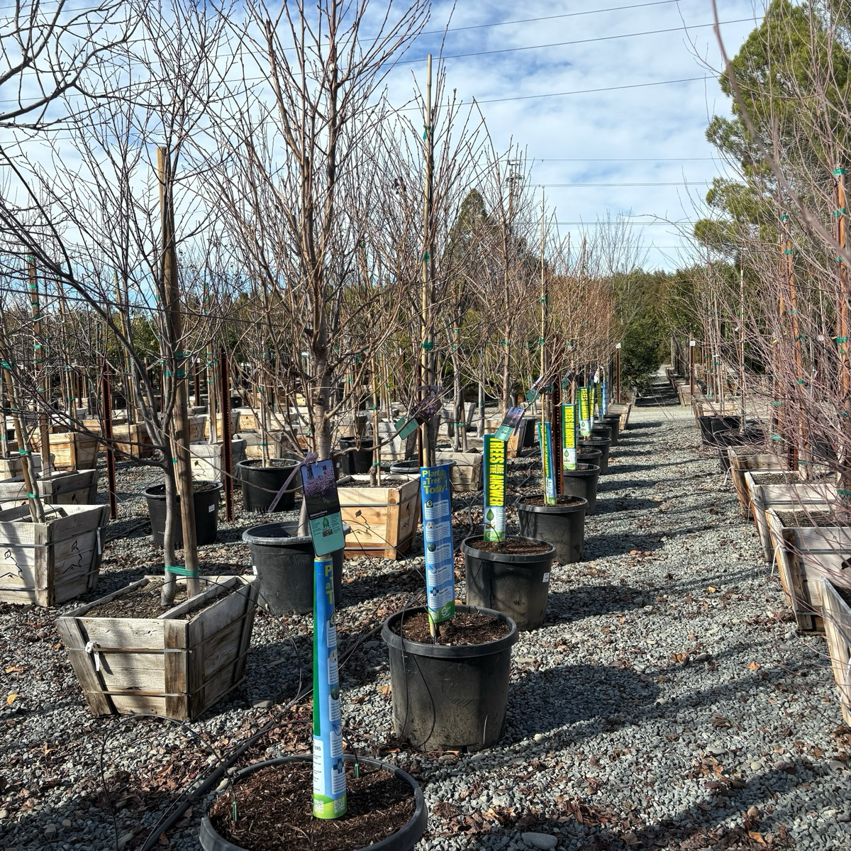 Akebono Yoshino Flowering Cherry