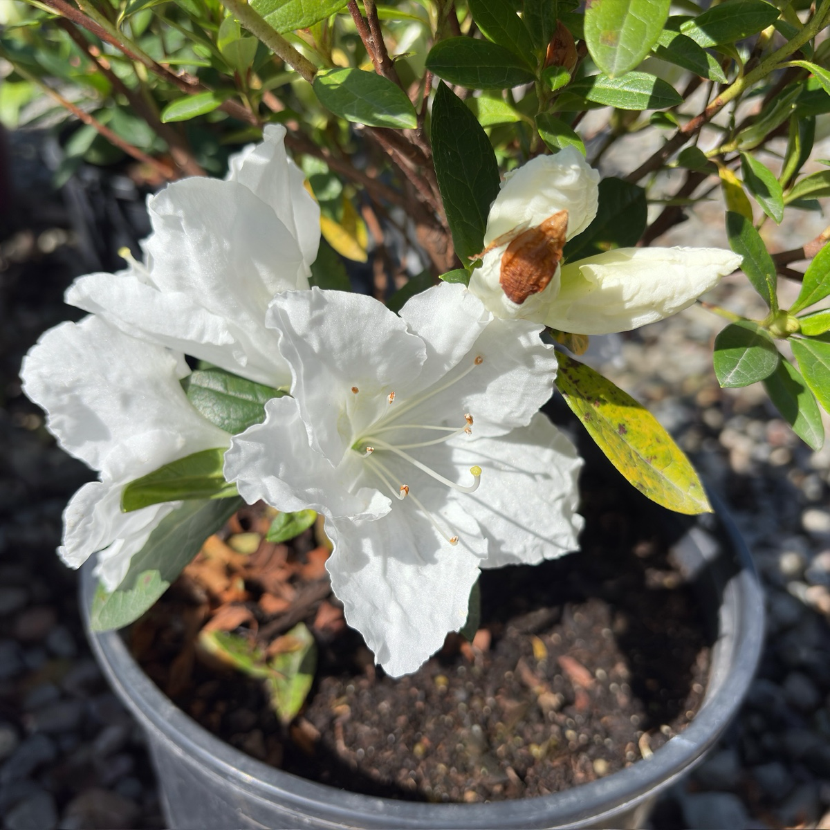 Alaska Azalea