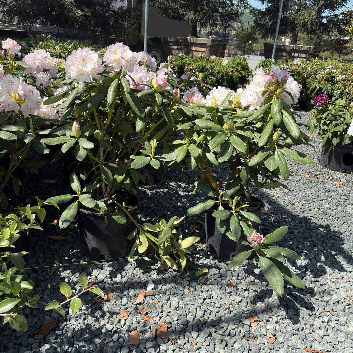 Album Catawba Rhododendron