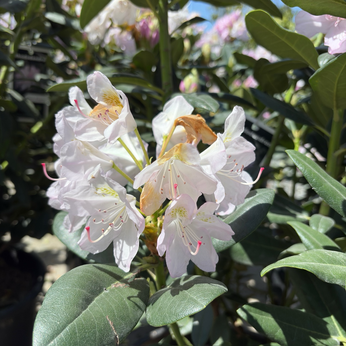 Album Elegans Rhododendron