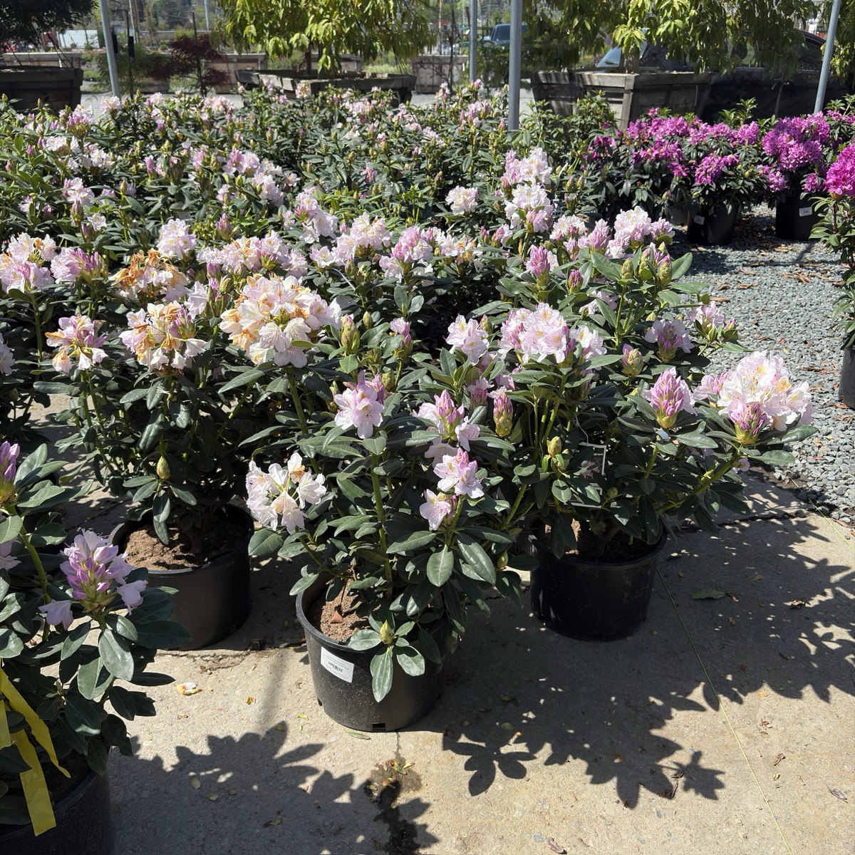 Album Elegans Rhododendron