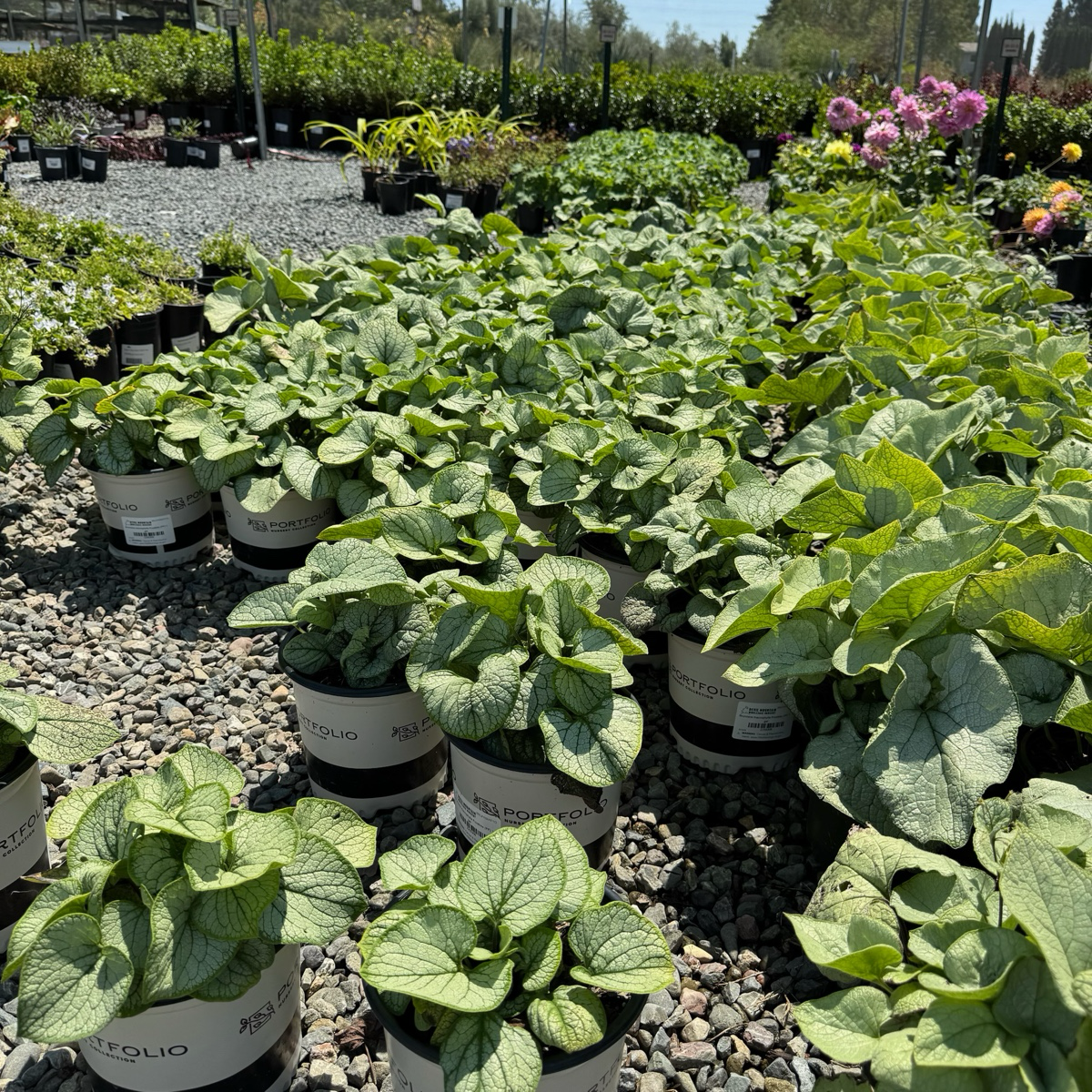 Row of potted Alexander's Great Siberian Bugloss in a garden setting with gravel and other plants in the background.