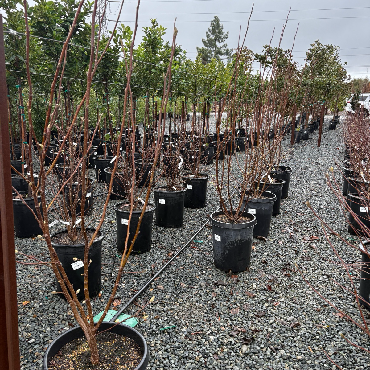 Row of potted Tulip trees in a nursery setting