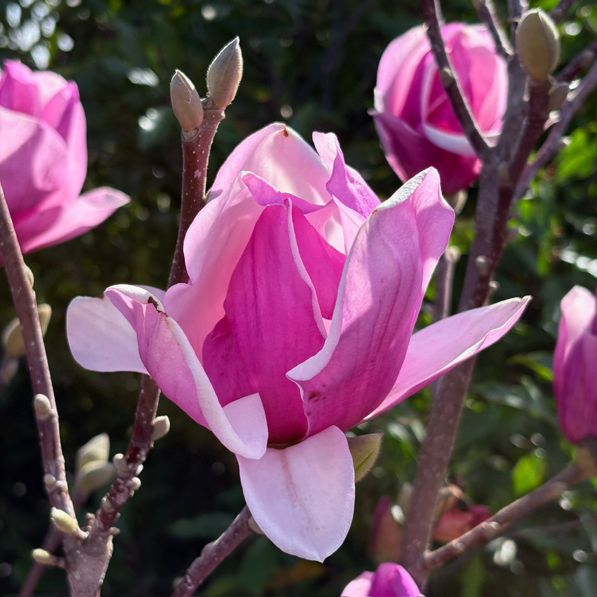 Close-up of Tulip Tree flower with green leaves in the background