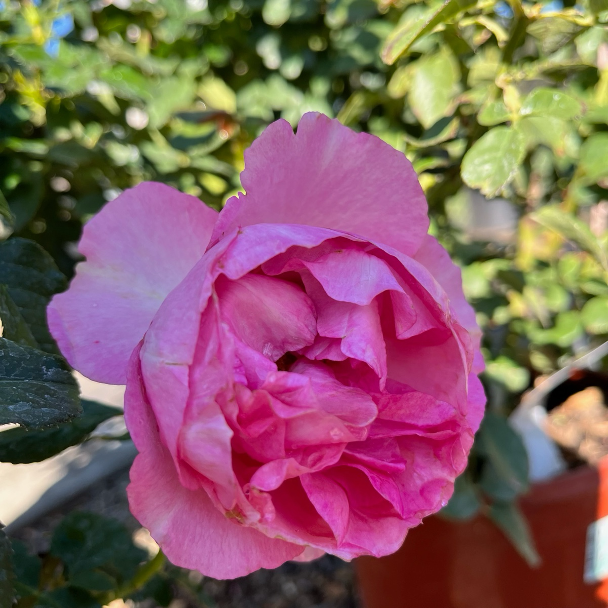 All Dressed Up Grandiflora Rose