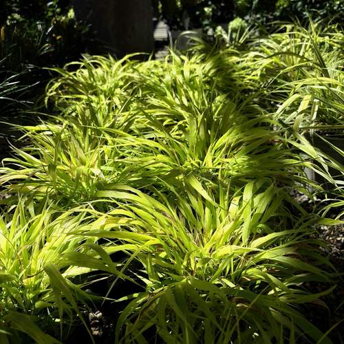 All Gold Hakone Grass