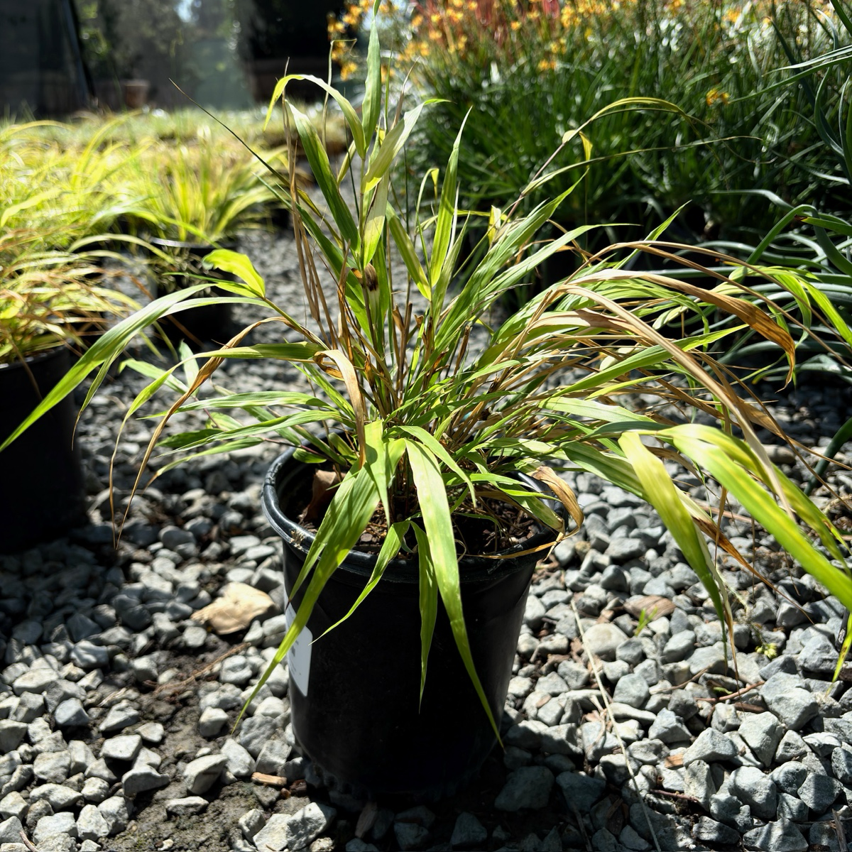 All Gold Hakone Grass