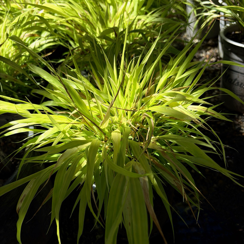 All Gold Hakone Grass