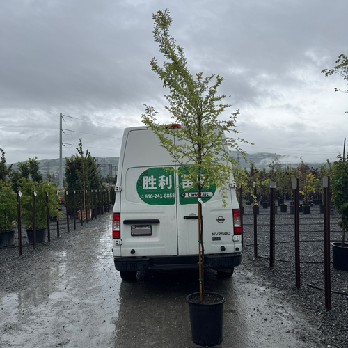 Allee Chinese Elm