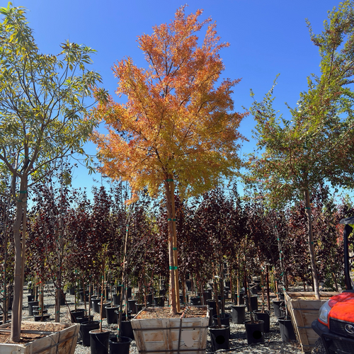 Allee Chinese Elm