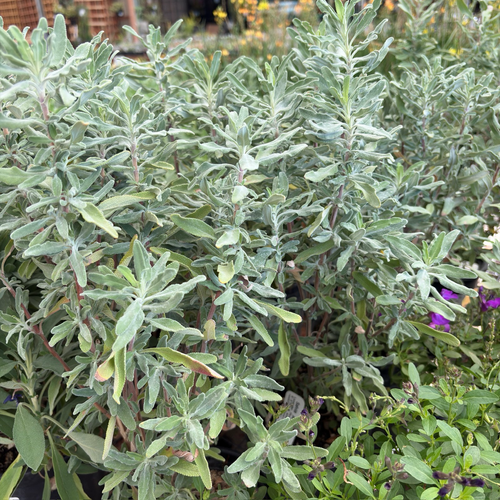 Allen Chickering Sage 