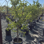Almond Tree