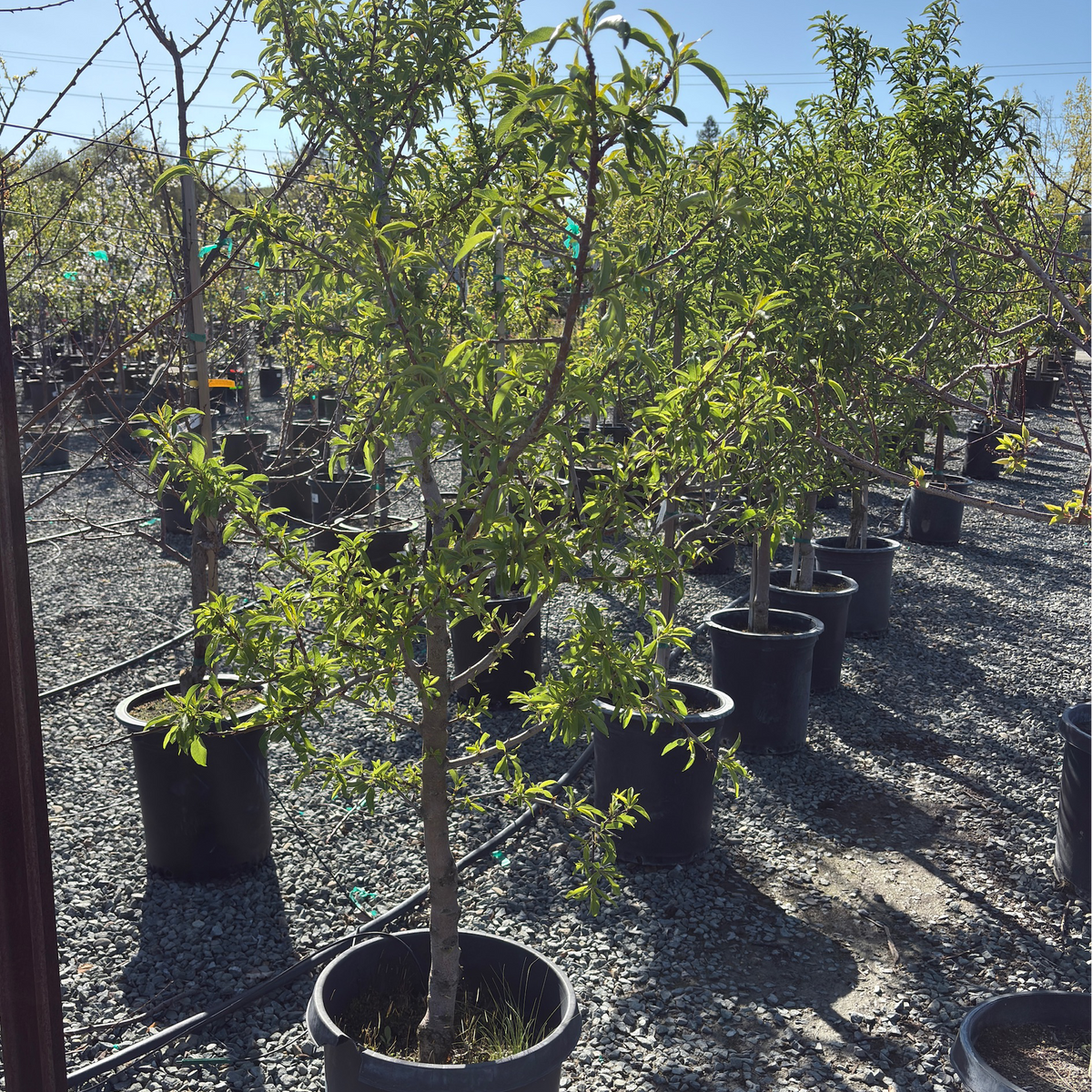 Almond Tree