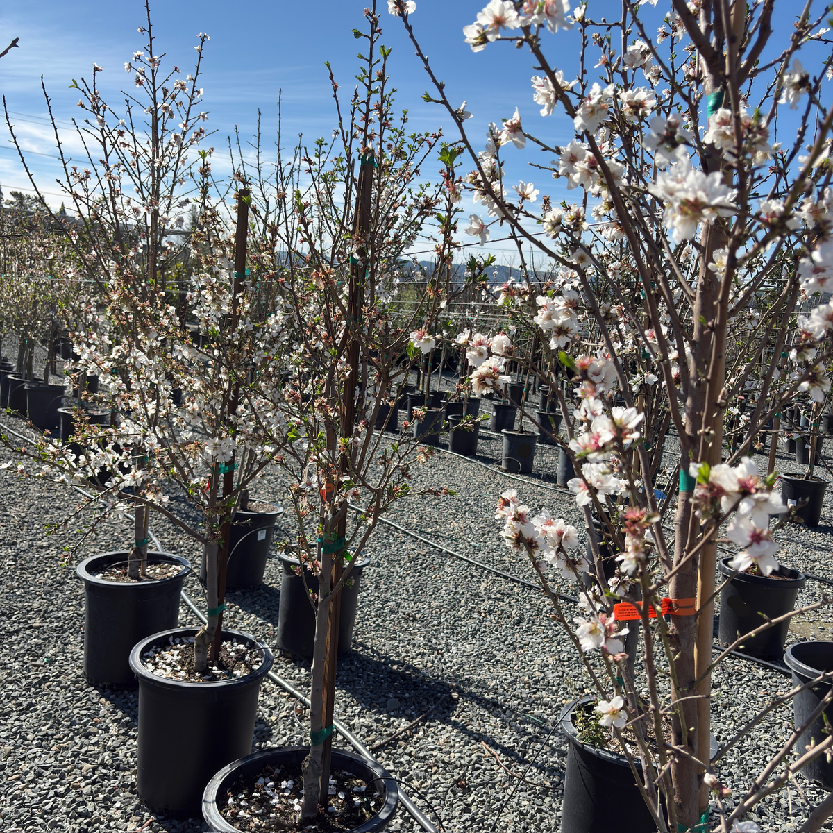 Almond Tree