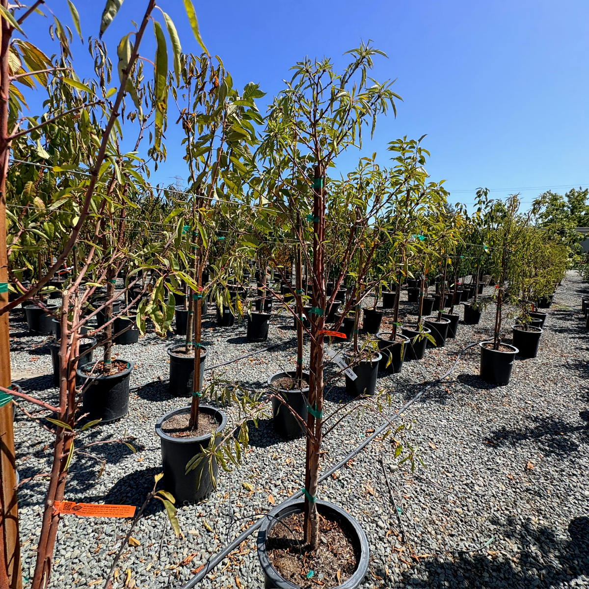 Almond Tree