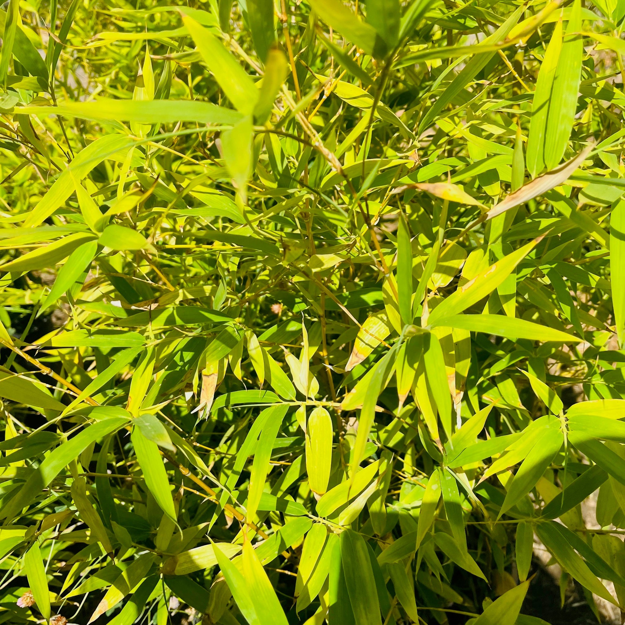 Alphonse Karr Bamboo