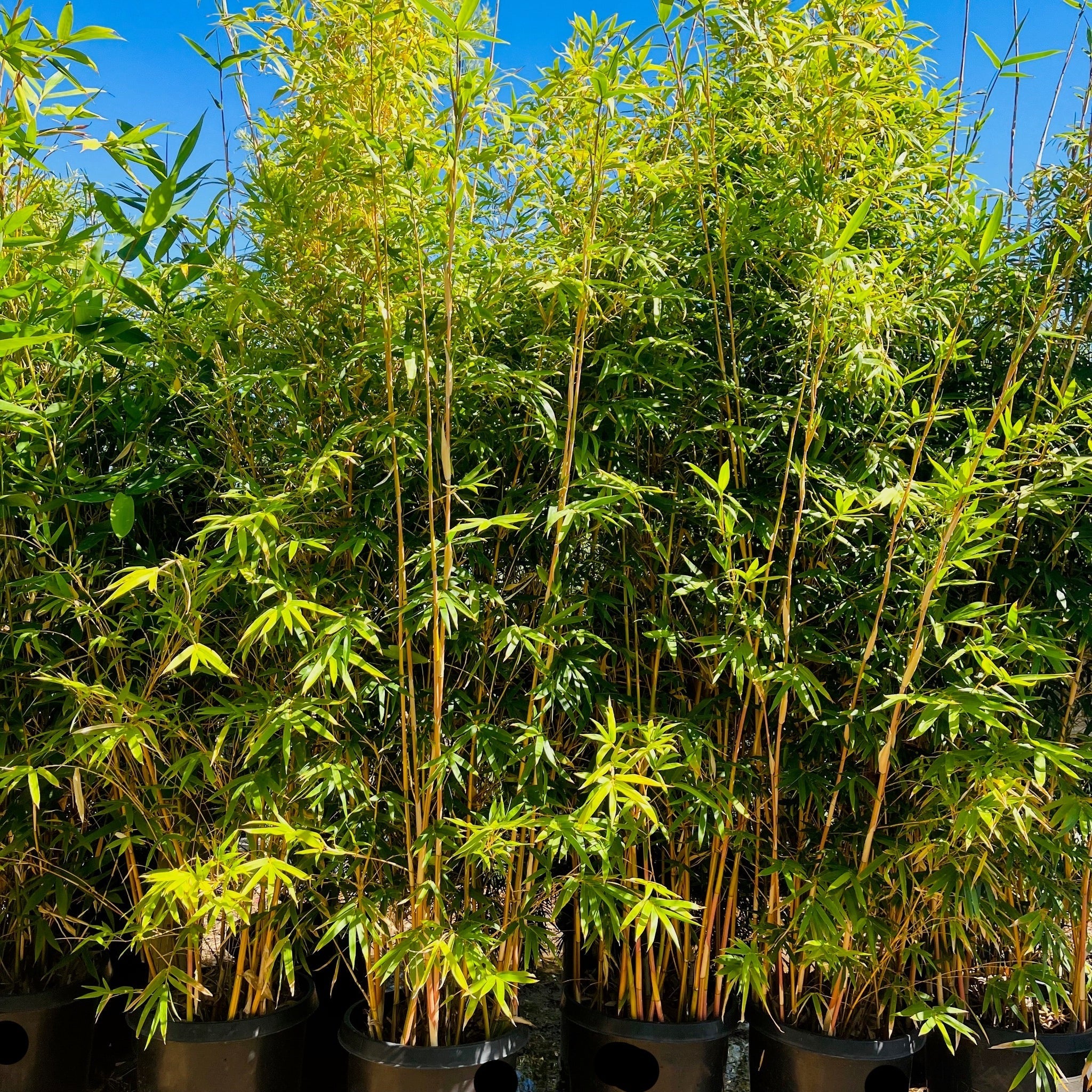 Alphonse Karr Bamboo