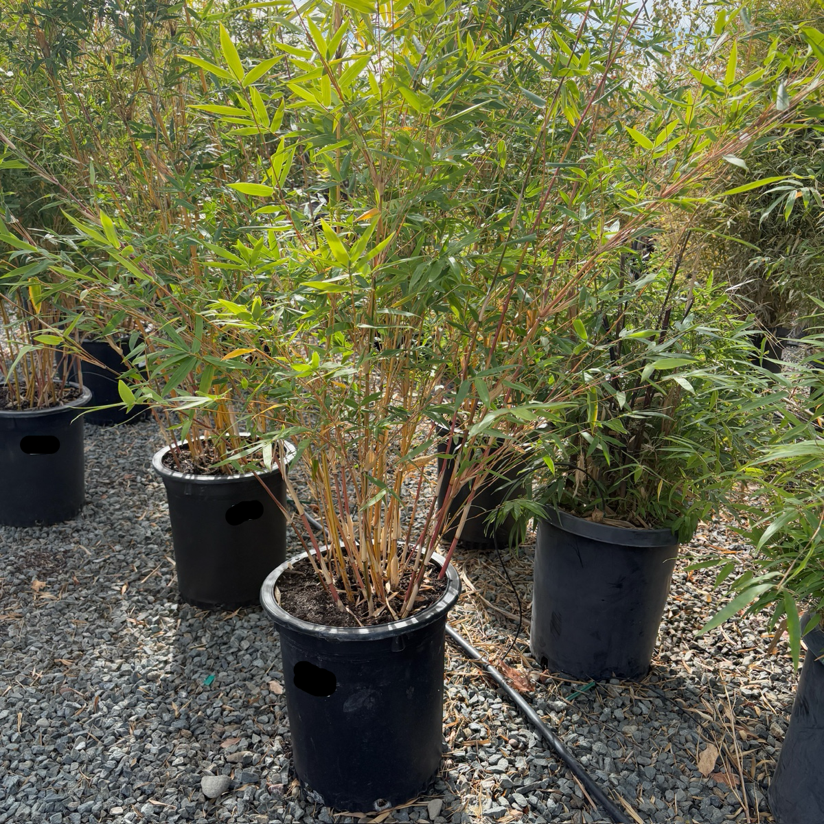 Alphonse Karr Bamboo