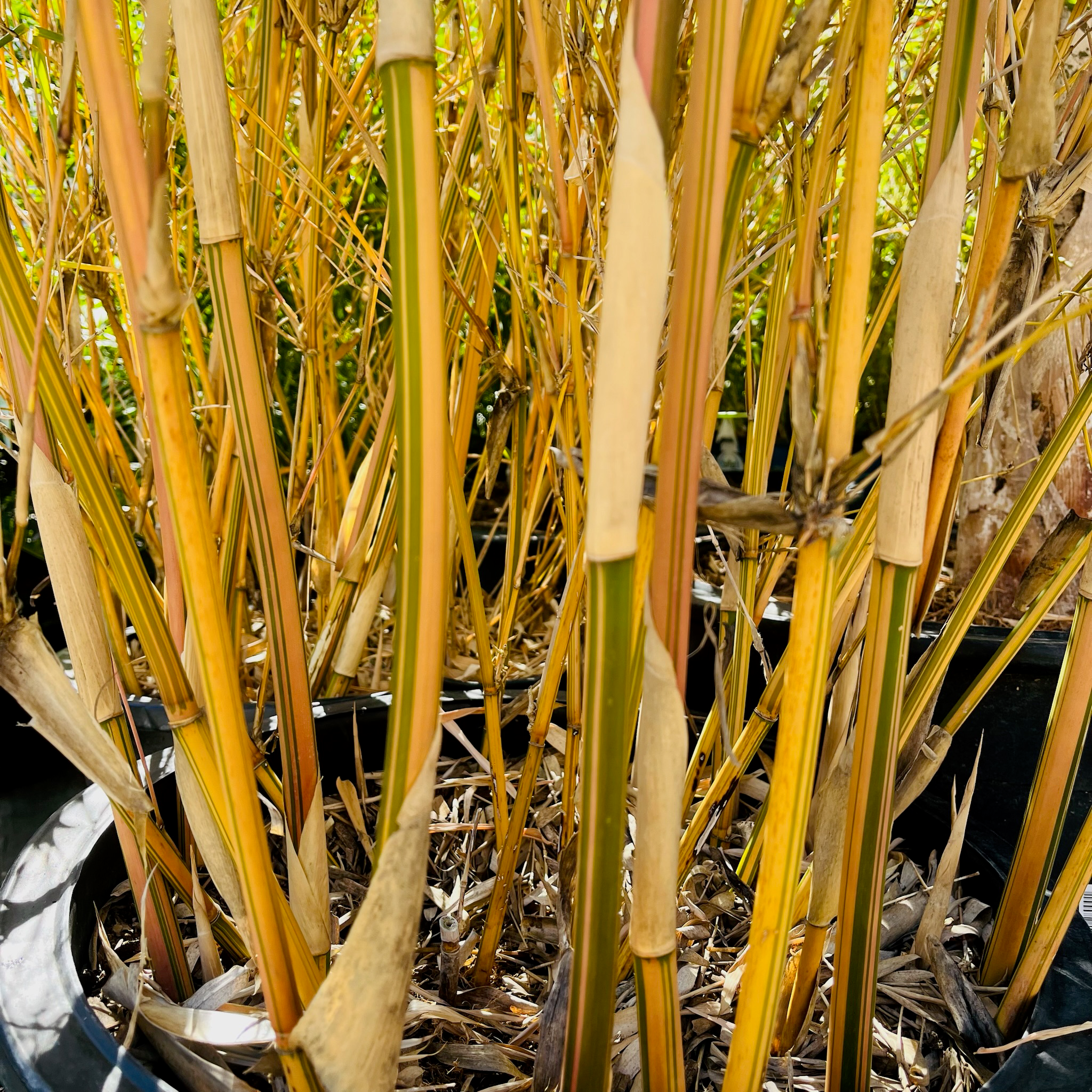 Alphonse Karr Bamboo