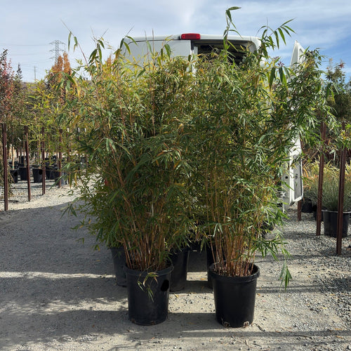 Alphonse Karr Bamboo
