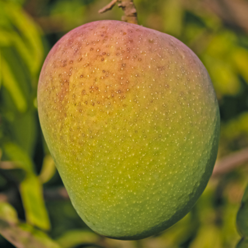 Alphonso Mango fruit on a tree with a blurred green background