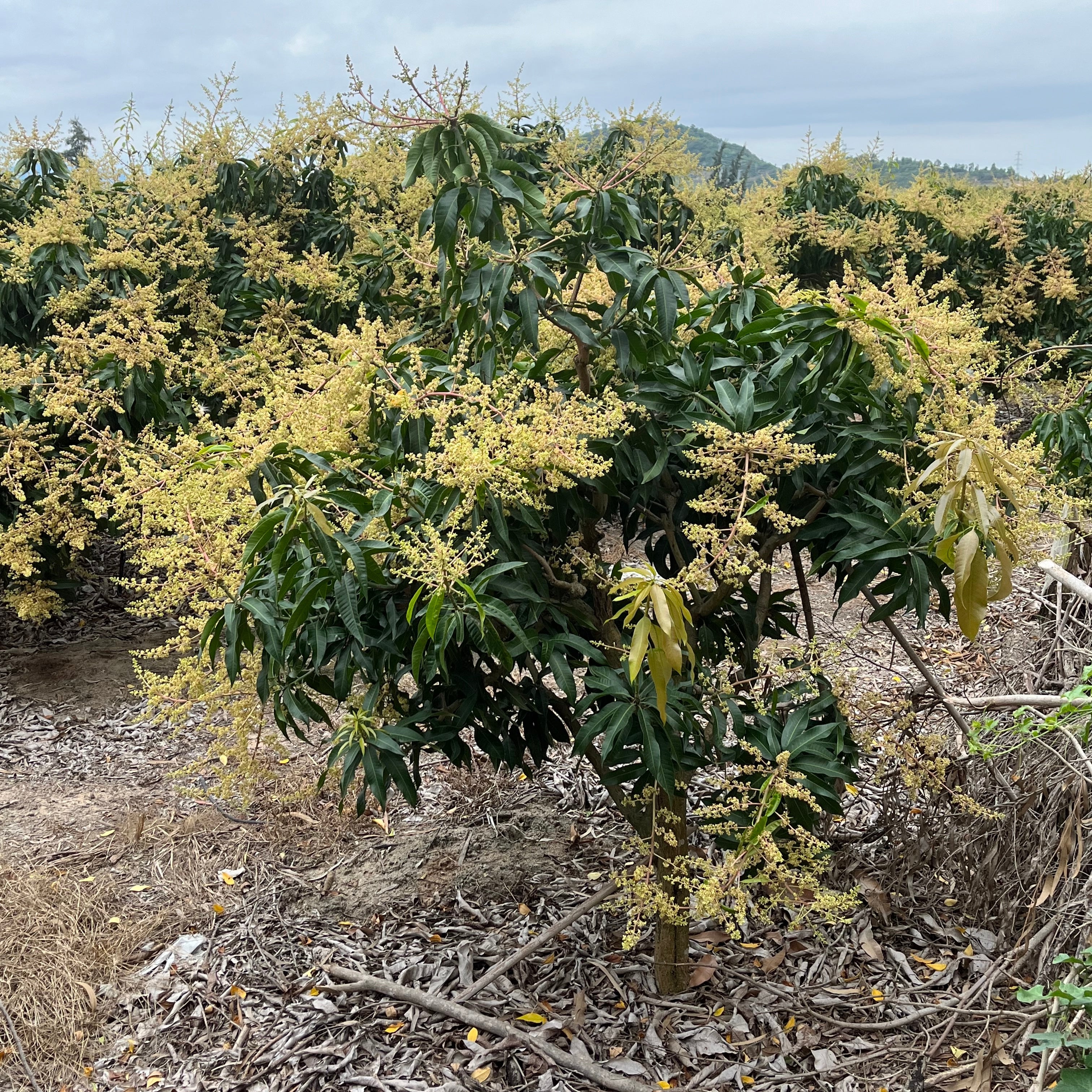 Alphonso Mango tree with yellow flowers and green leaves in a field