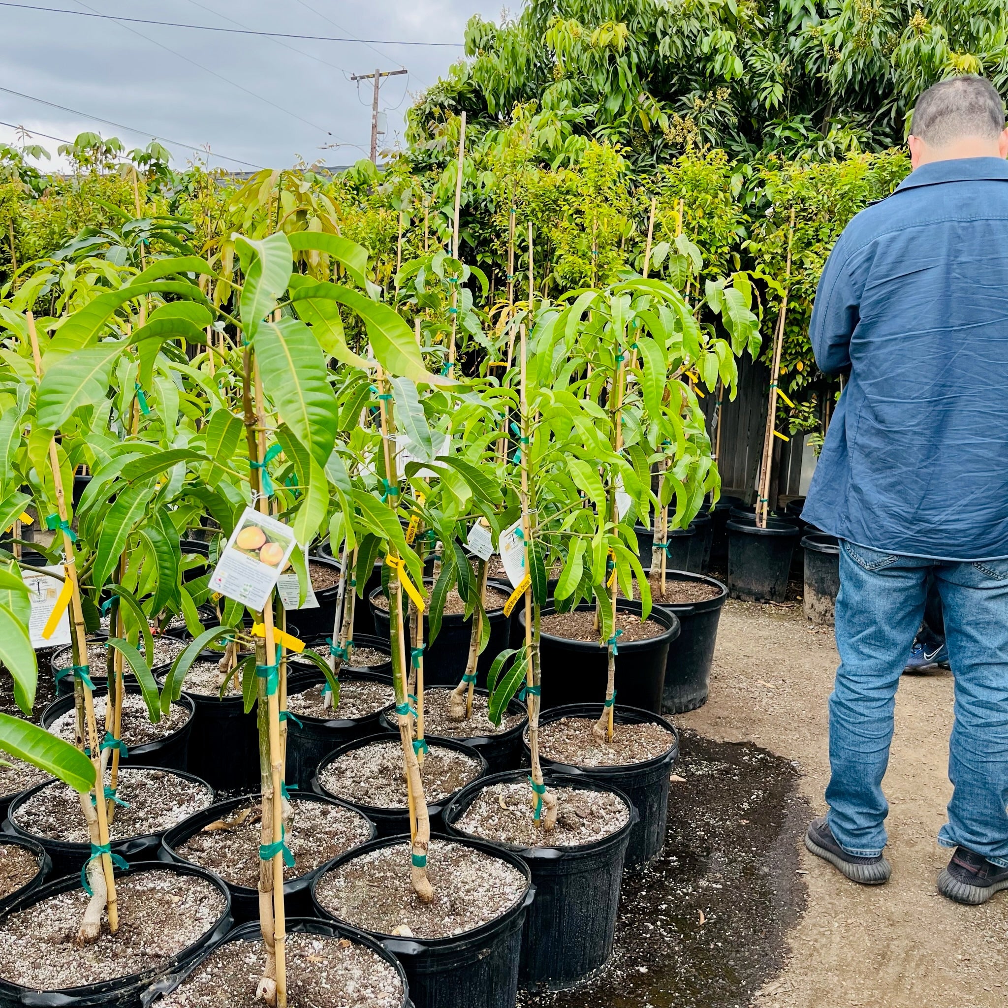 Person standing among rows of potted Alphonso Mango plants in an outdoor setting