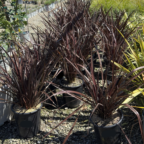 Amazing Red New Zealand Flax