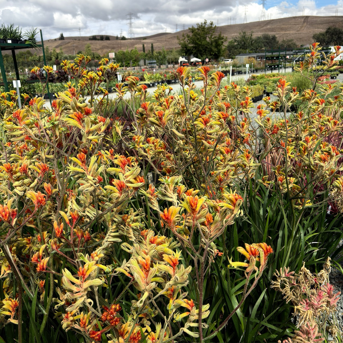 Amber Velvet Kangaroo Paw