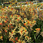 Amber Velvet Kangaroo Paw