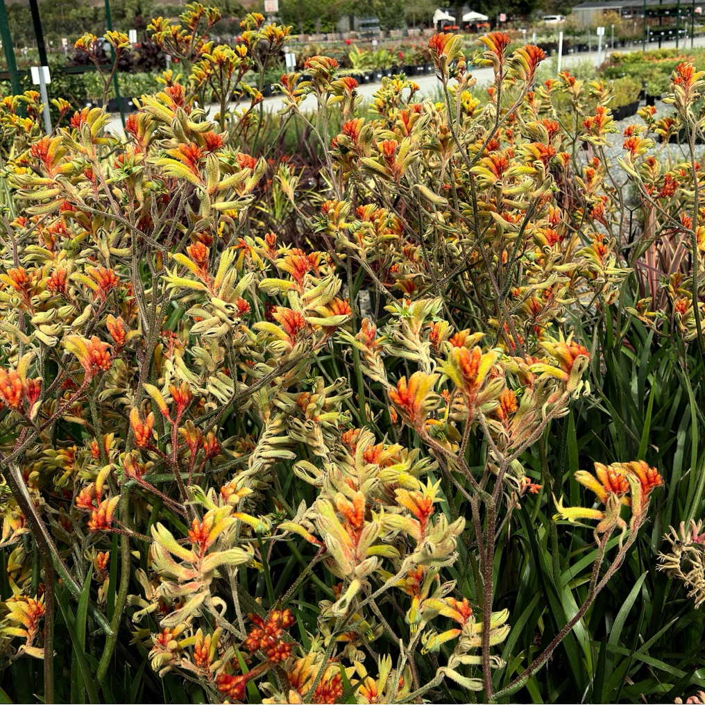 Amber Velvet Kangaroo Paw