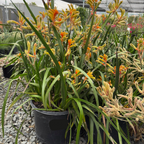 Amber Velvet Kangaroo Paw