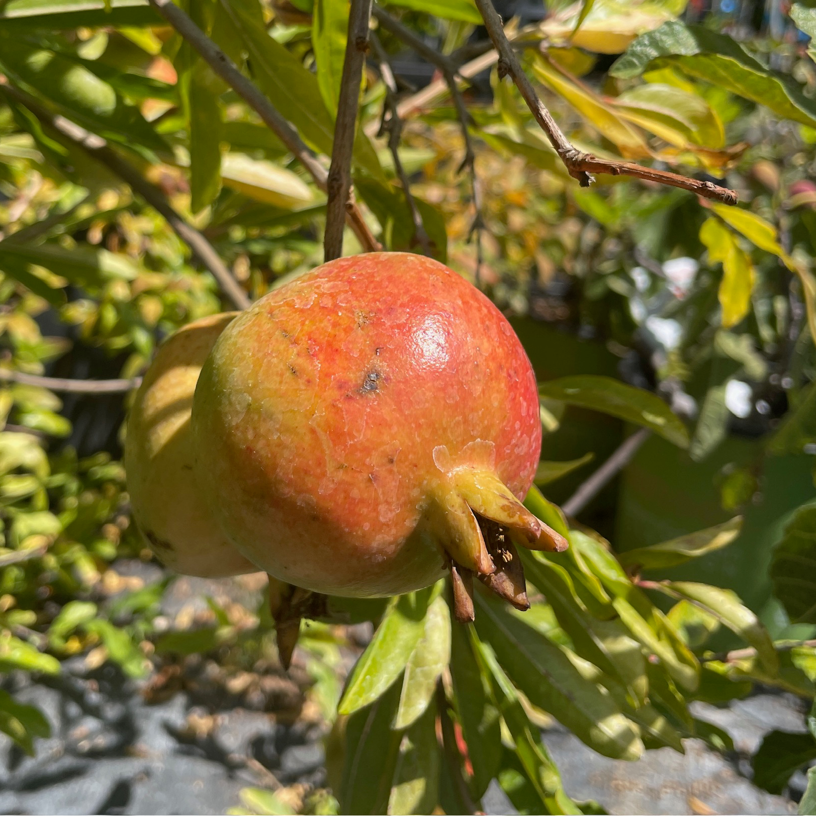 Ambrosia Pomegranate