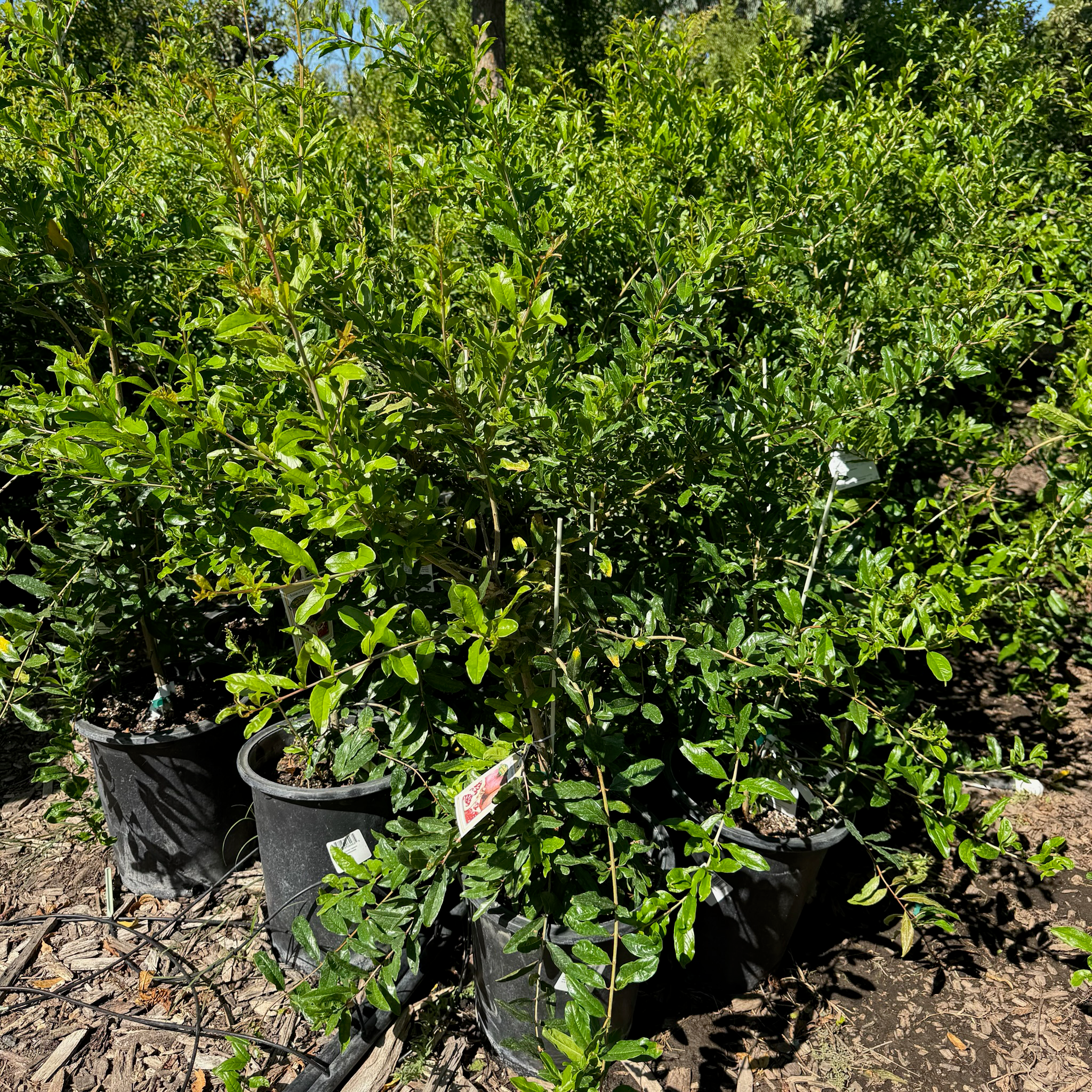 Ambrosia Pomegranate in 5 gallon size pot