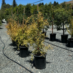 Ambrosia Pomegranate bush in 15 gallon pot
