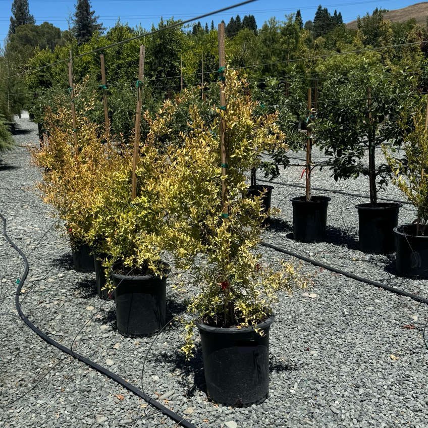 Ambrosia Pomegranate bush in 15 gallon pot
