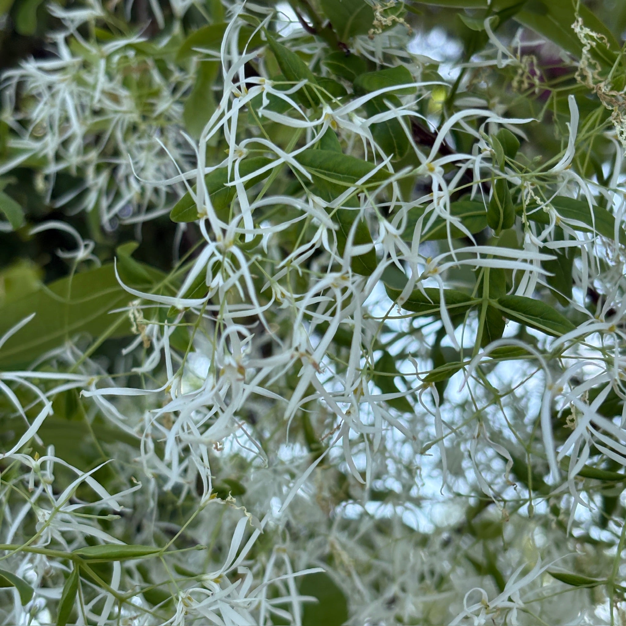 Close-up of white flowering branches with green leaves