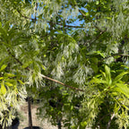 American Fringe Tree with white fluffy flowers and green leaves against a blue sky.