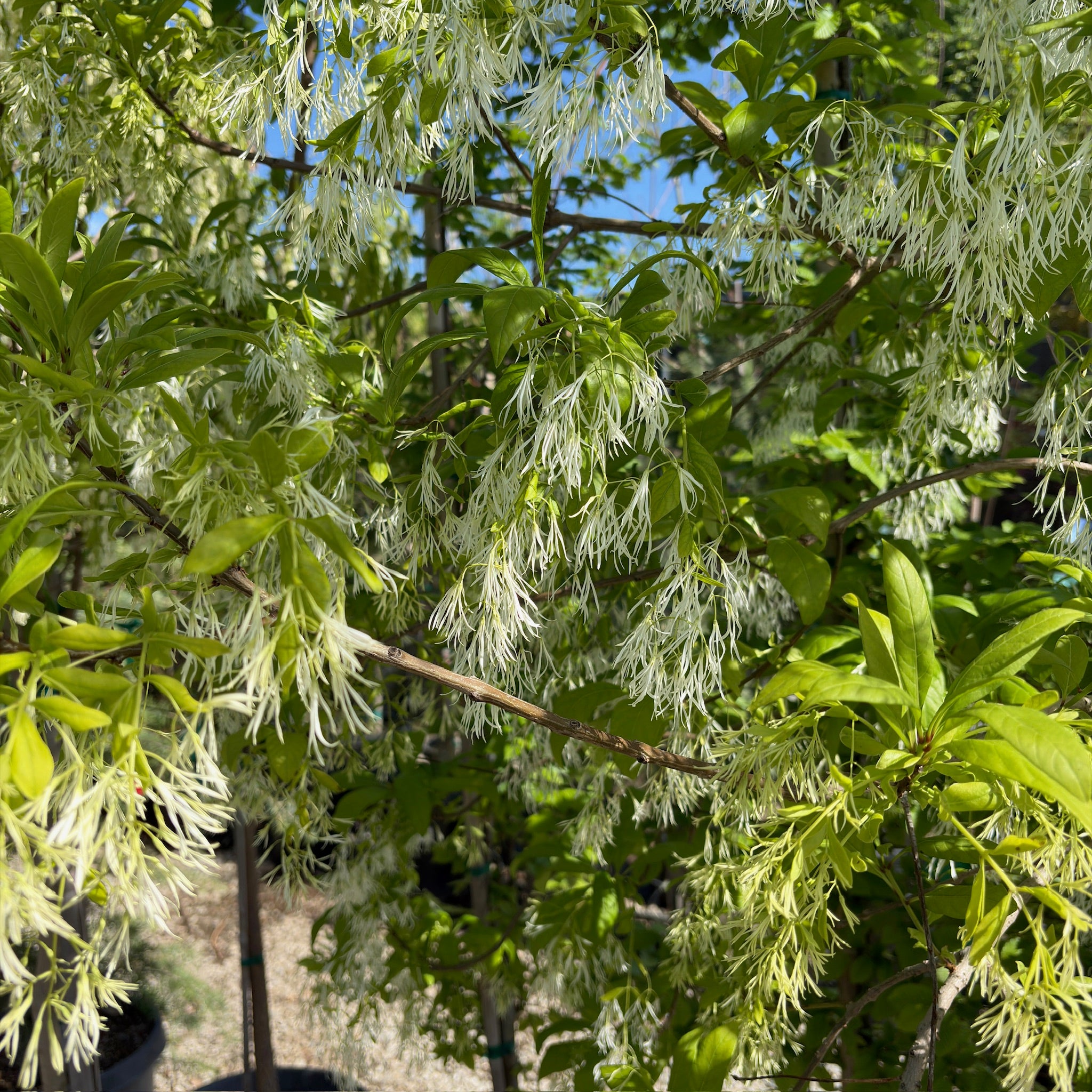 American Fringe Tree with white fluffy flowers and green leaves against a blue sky.