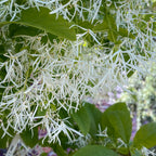 Close-up of a Chionathus virginicus with white flowers and green leaves