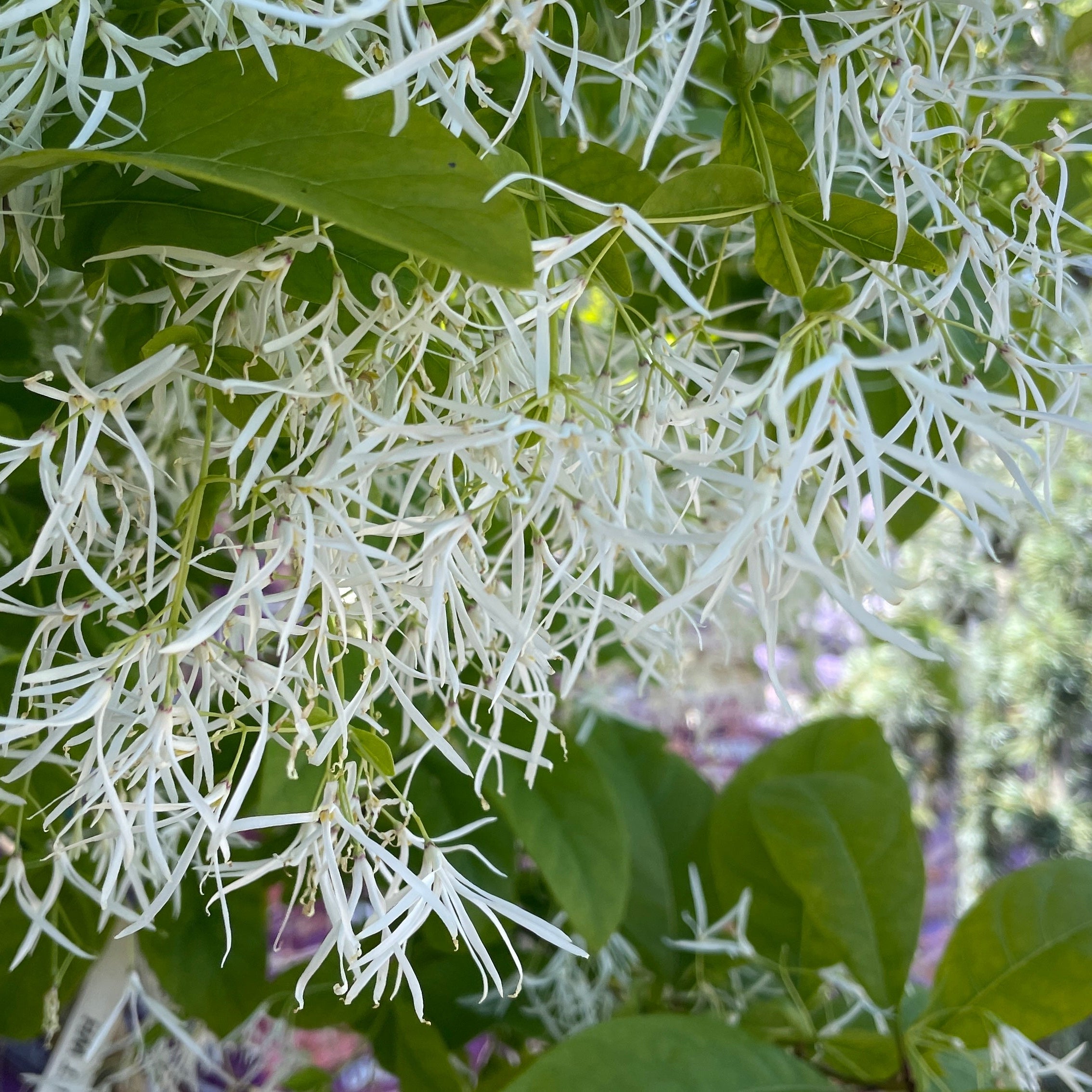 Close-up of a Chionathus virginicus with white flowers and green leaves
