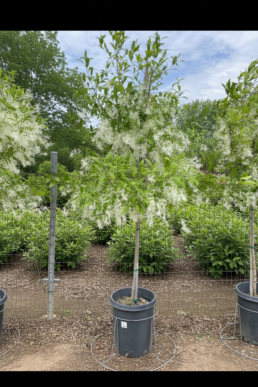 Young American Fringe Tree tree in a 15 gallon pot with stacked bags in the background