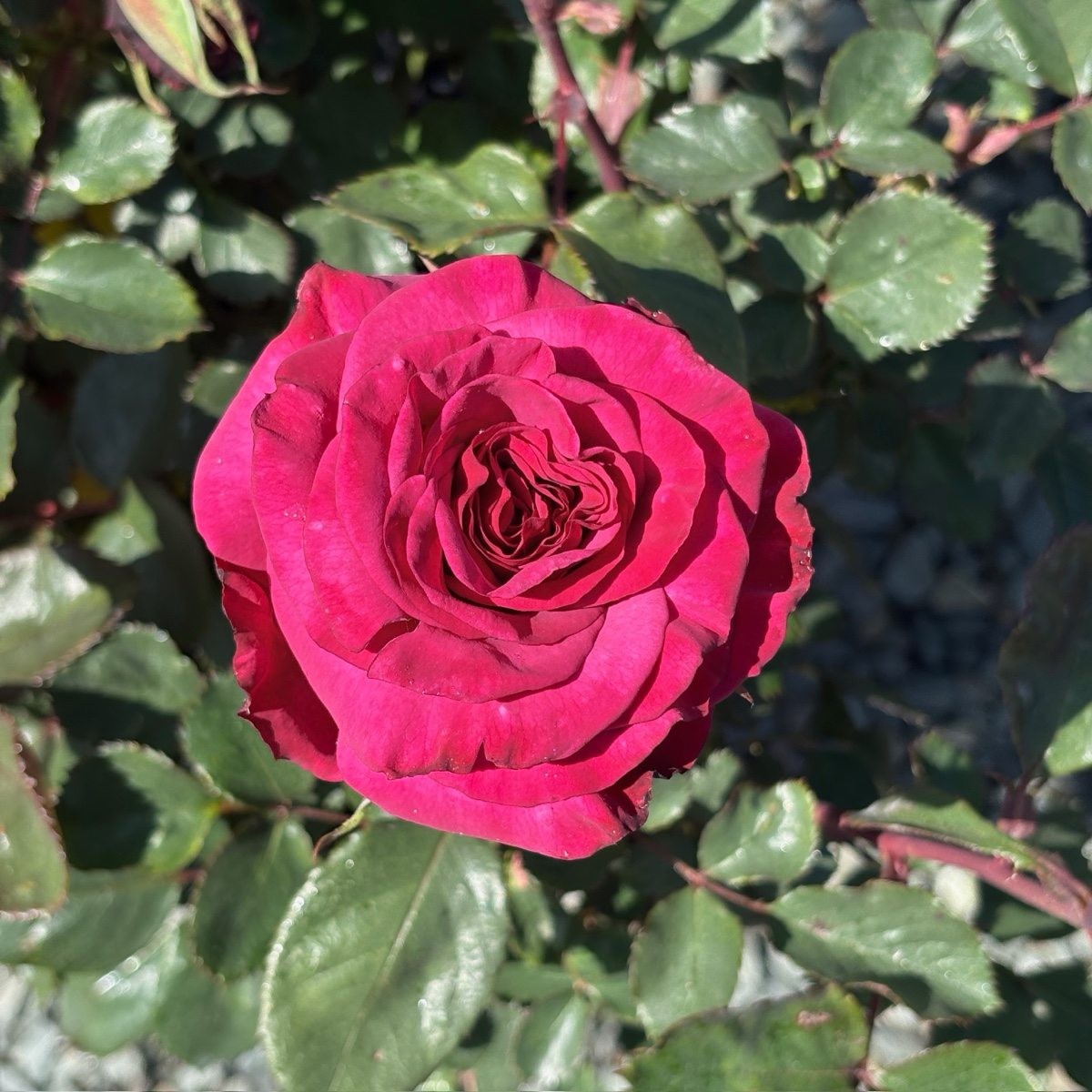 Angel Face Floribunda Rose
