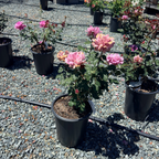 Angel Face Rose