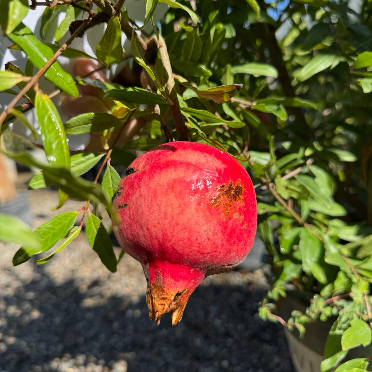 Angel Red Pomegranate