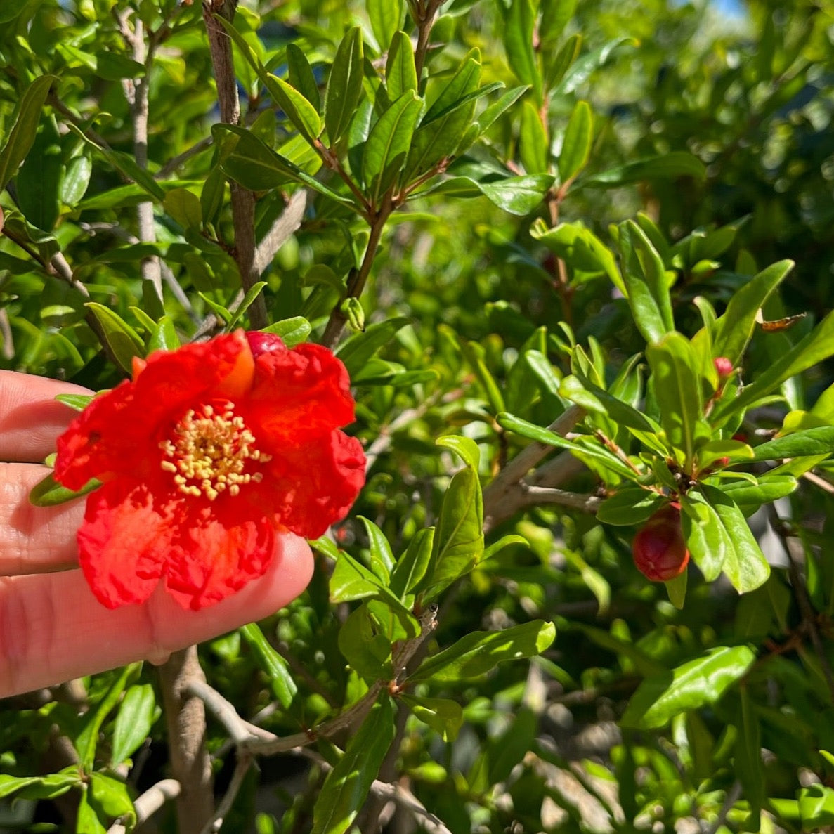 Angel Red Pomegranate